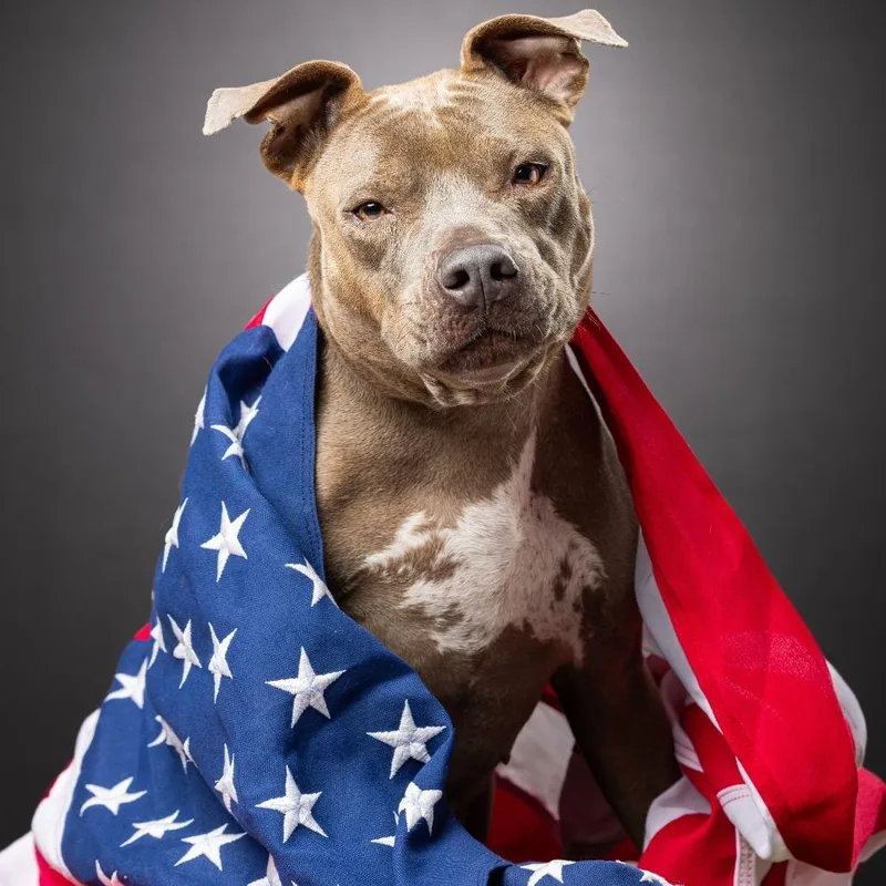 An adult medium-sized female Gray / Blue / Silver Terrier dog named Beauty for adoption in Jupiter, FL