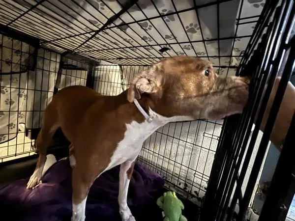 A senior large-sized male Mixed Breed dog named Pop for adoption in New York, NY