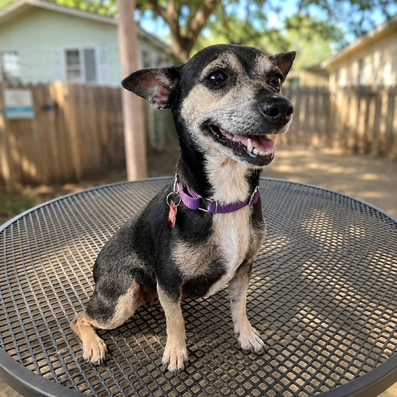An adult small-sized female Black Chihuahua dog named Mocha Frappe for adoption in Boerne, TX