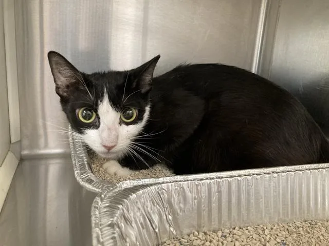 A young small-sized female Domestic Short Hair cat named Cannoli for adoption in Tustin, CA