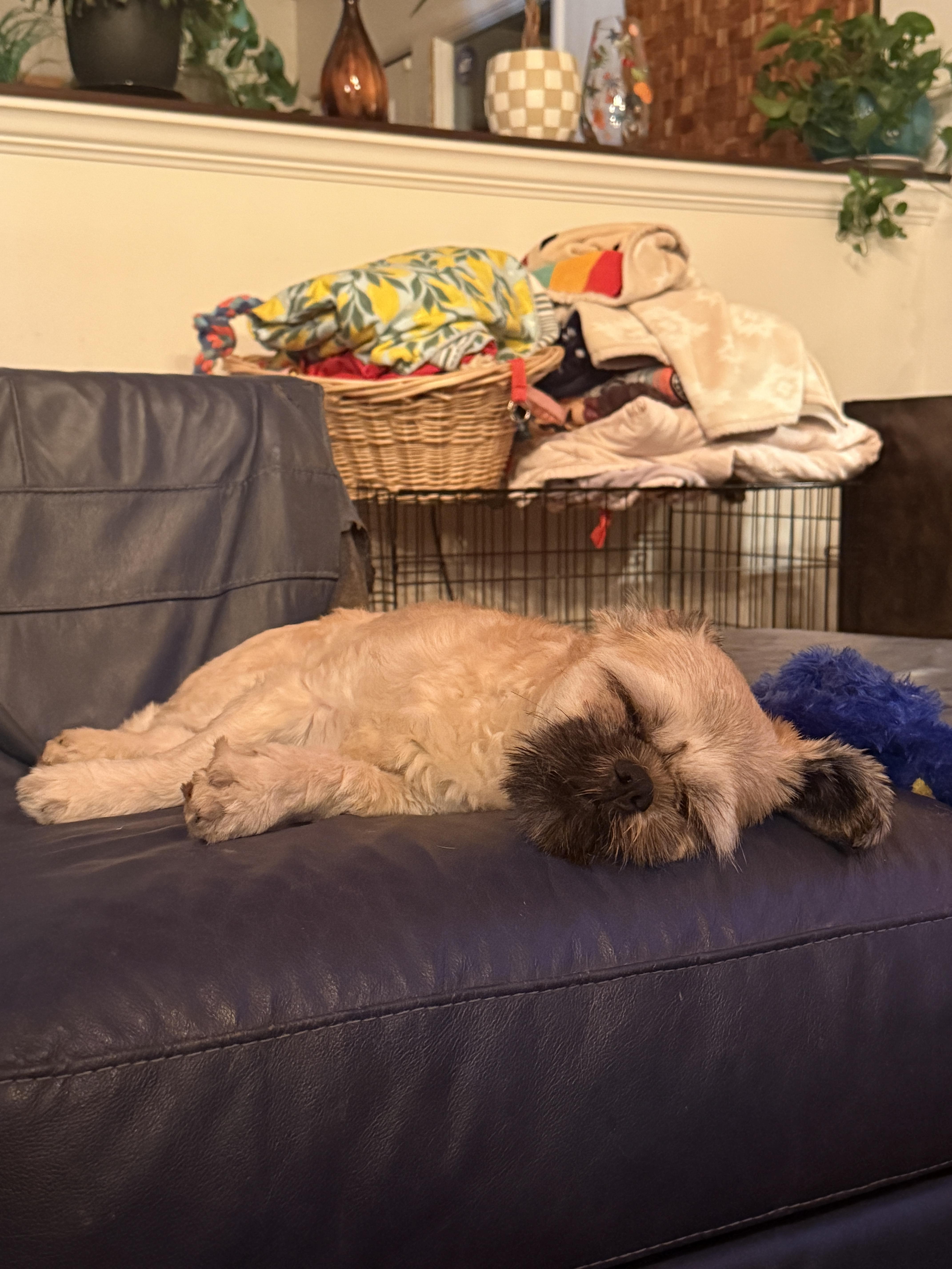 Teddy