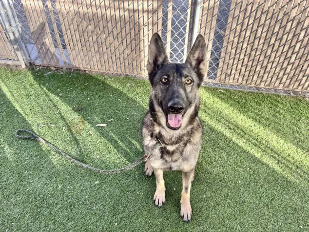 An adult large-sized female German Shepherd Dog dog named Mia for adoption in Phoenix, AZ