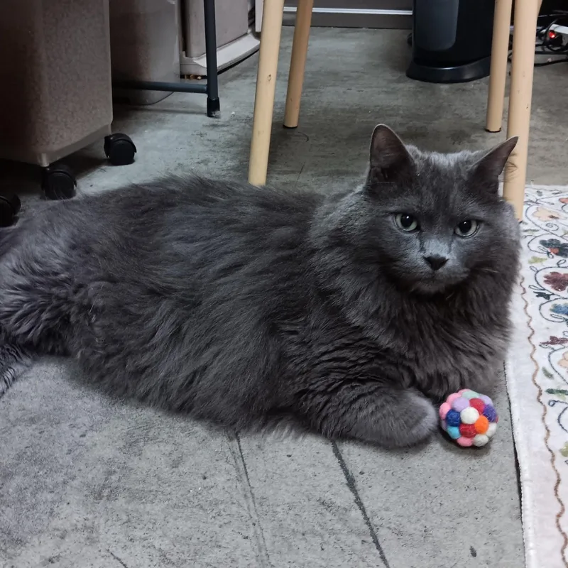 Newton