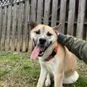 An adult small-sized male Akita dog named Donnie for adoption in Knoxville, TN