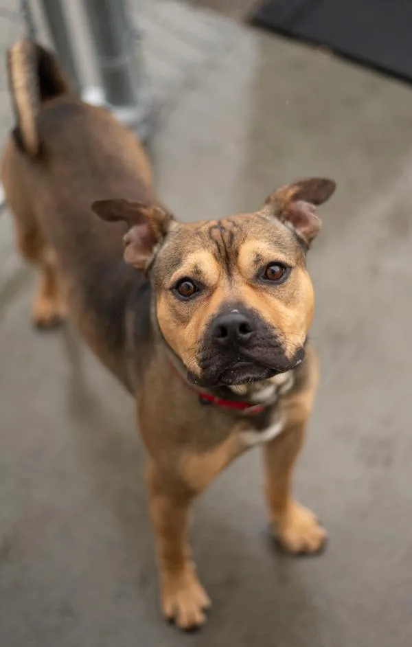 An adult large-sized male Pit Bull Terrier dog named Stash for adoption in Stratham, NH