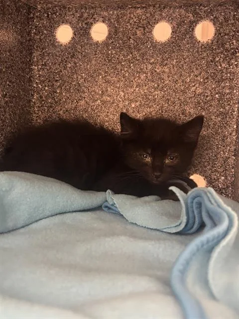 A baby small-sized male Domestic Short Hair cat named Darth Bane for adoption in Indianapolis, IN