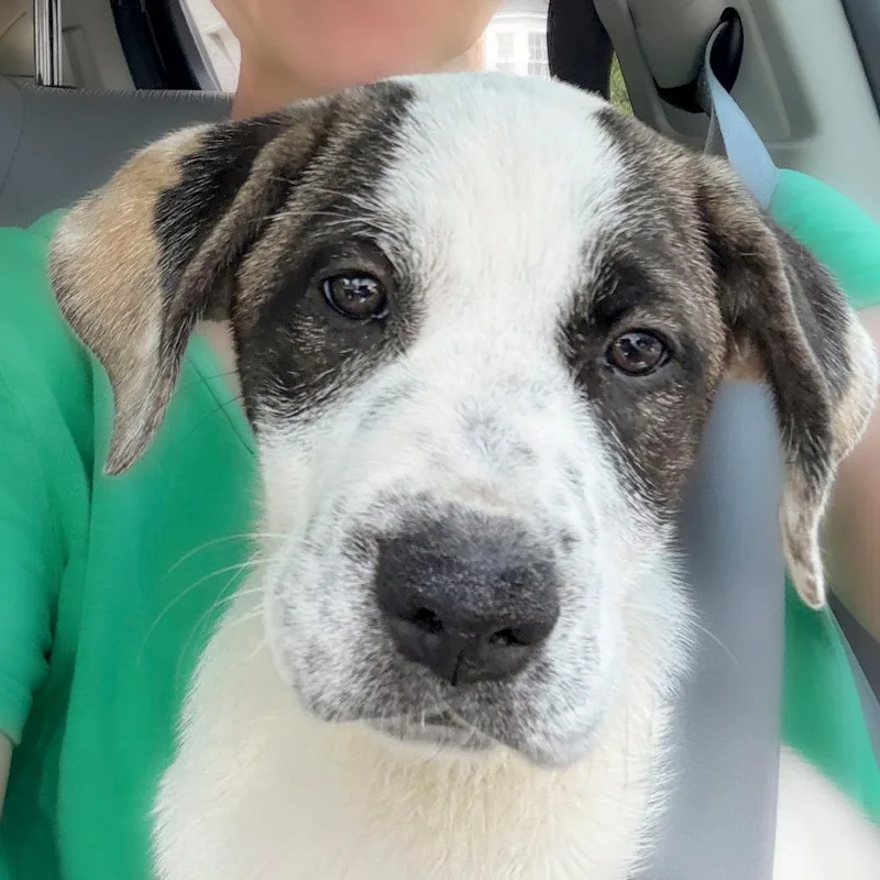 A young medium-sized female Mixed Breed dog named Magnolia for adoption in Chapel Hill, NC