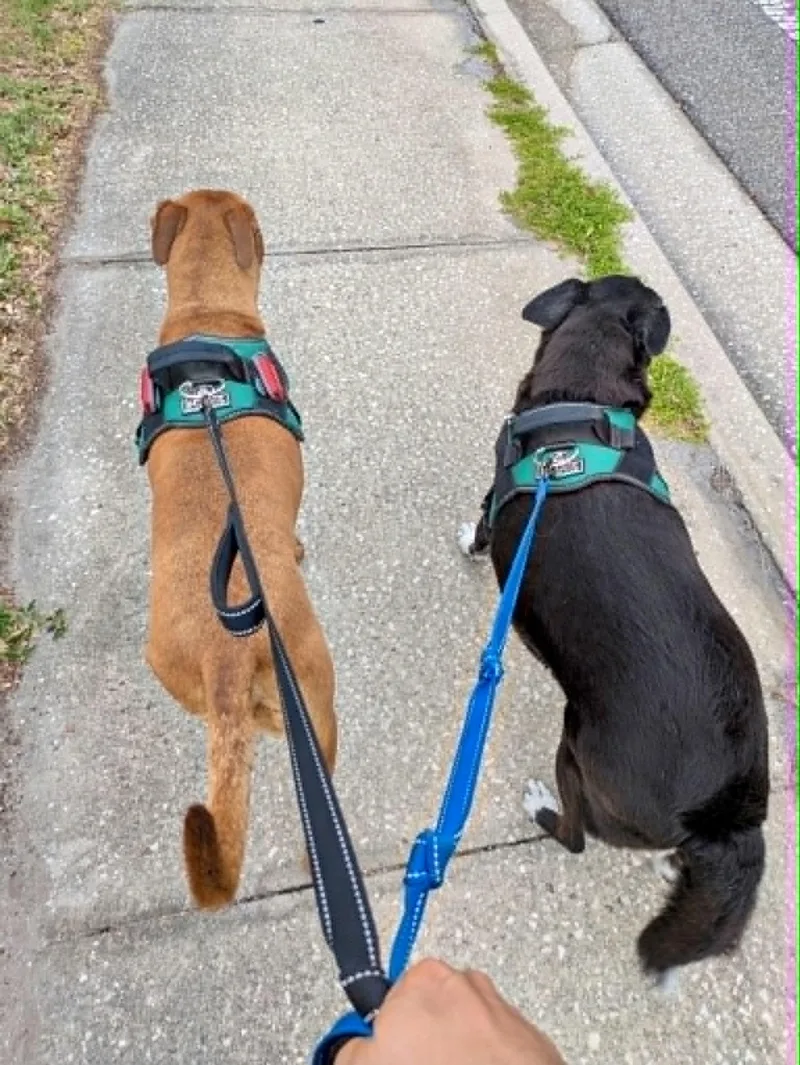 A senior medium-sized male Black Retriever dog named Elvis for adoption in Largo, FL