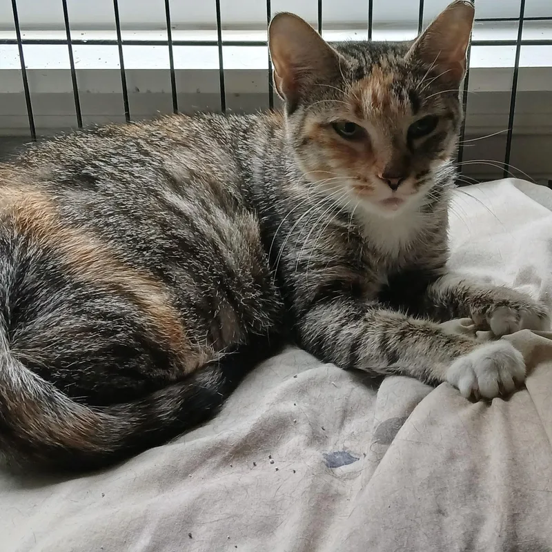 An adult medium-sized female Dilute Calico Calico cat named Relic for adoption in Maple Shade, NJ