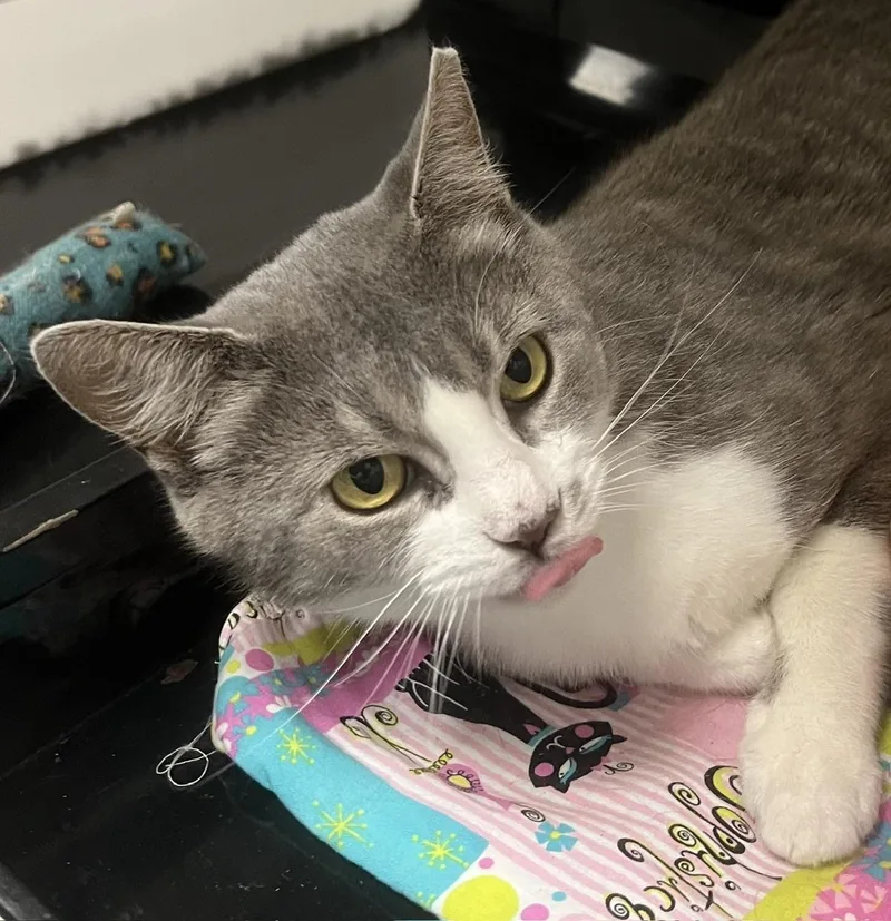 A young medium-sized female Tabby (Gray / Blue / Silver) Domestic Short Hair cat named Angel for adoption in Johnston, RI
