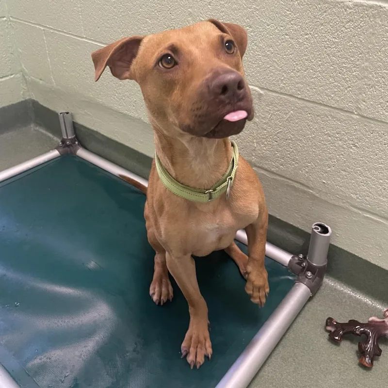 A young medium-sized male Yellow / Tan / Blond / Fawn Mixed Breed dog named Buck for adoption in West Palm Beach, FL