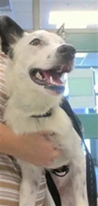 A young medium-sized female Australian Cattle Dog / Blue Heeler dog named A for adoption in Oklahoma City, OK