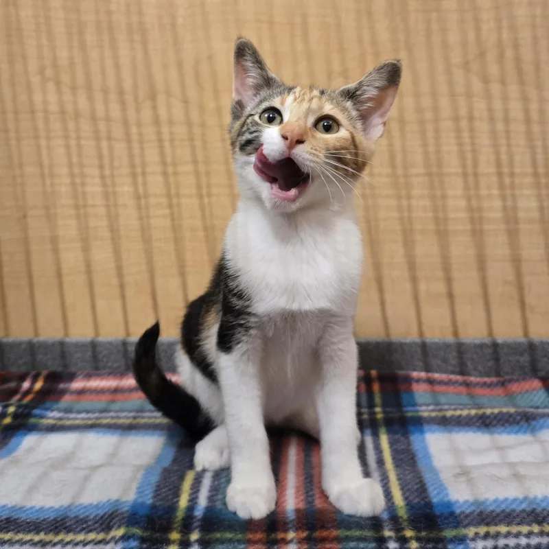 A baby medium-sized female Calico Domestic Short Hair cat named Serrano for adoption in Warr Acres, OK