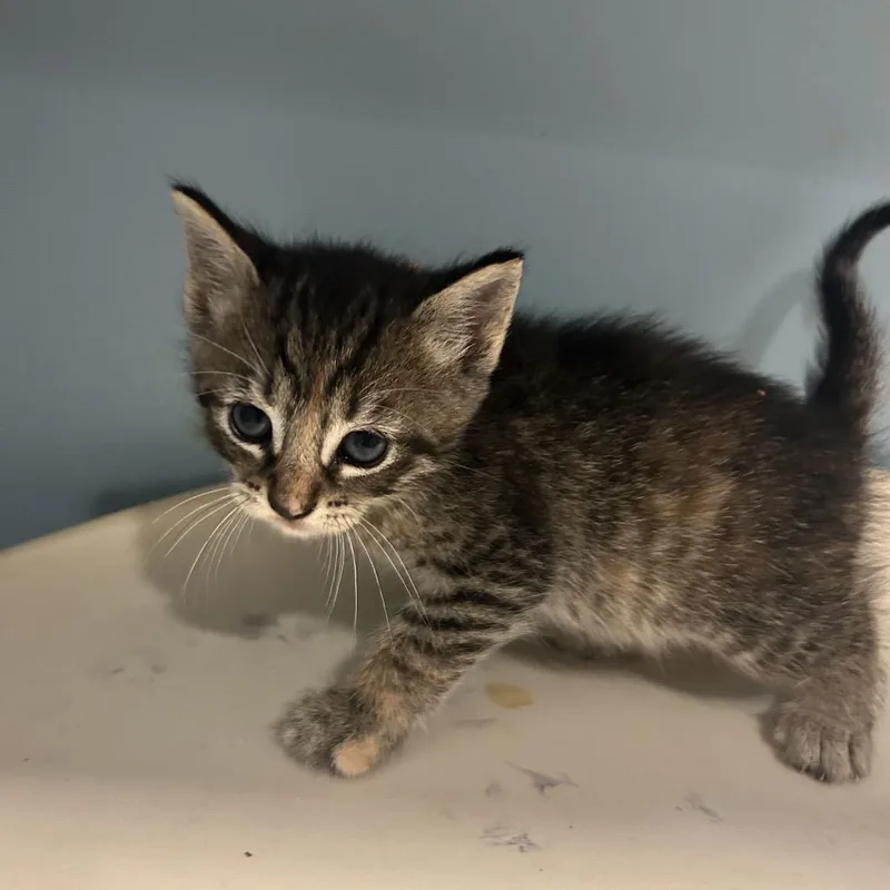 A baby small-sized female Gray / Blue / Silver Domestic Short Hair cat named Jerri for adoption in Chattanooga, TN