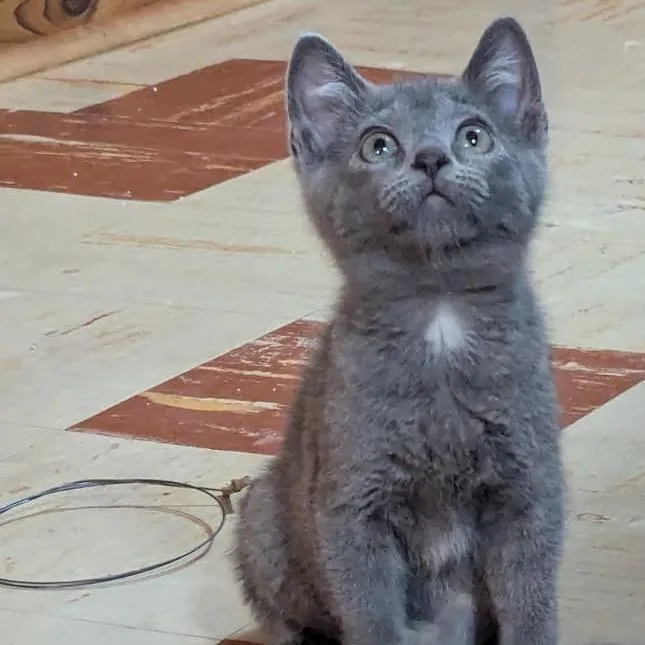 A baby small-sized male Gray / Blue / Silver Domestic Short Hair cat named Greyduck for adoption in St. Paul, MN