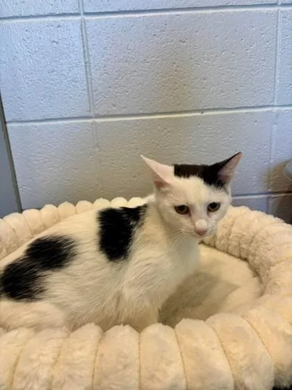 A baby small-sized female Domestic Short Hair cat named Mayo for adoption in Paducah, KY