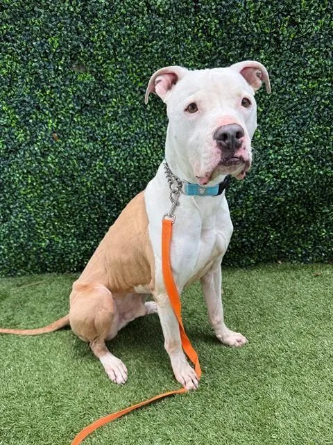 An adult large-sized male Terrier dog named Kilo for adoption in Naples, FL