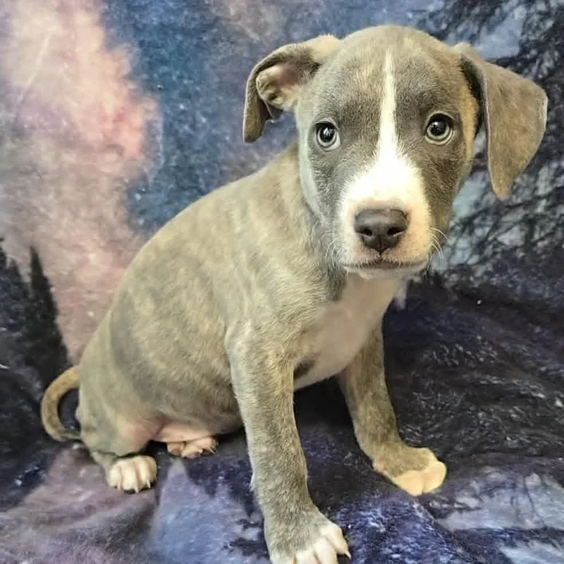A baby medium-sized male Gray / Blue / Silver Mixed Breed dog named Tishomingo for adoption in Olathe, KS