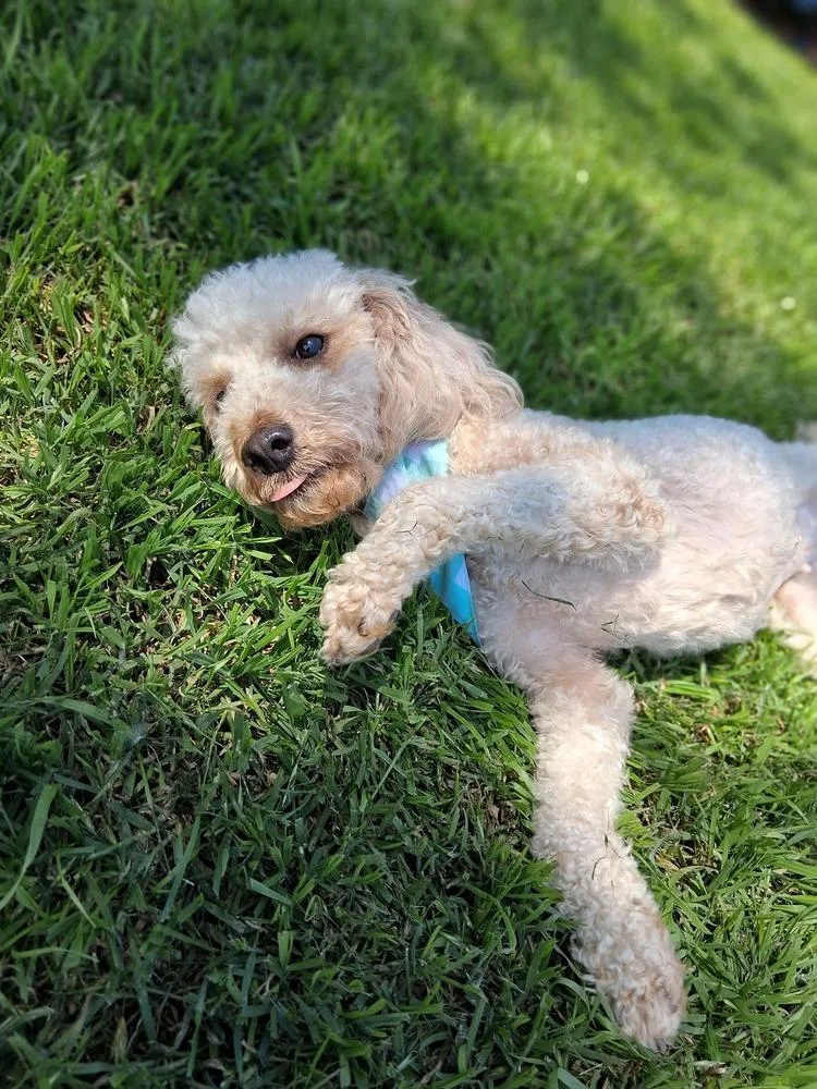 An adult small-sized female Poodle dog named Bella Swan for adoption in Blanchard, OK