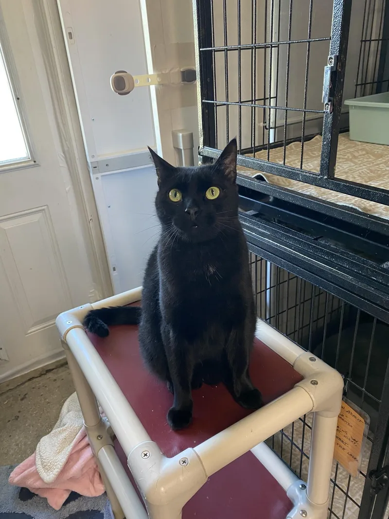 A young medium-sized male Black Domestic Short Hair cat named Enzo for adoption in New Richmond, WI