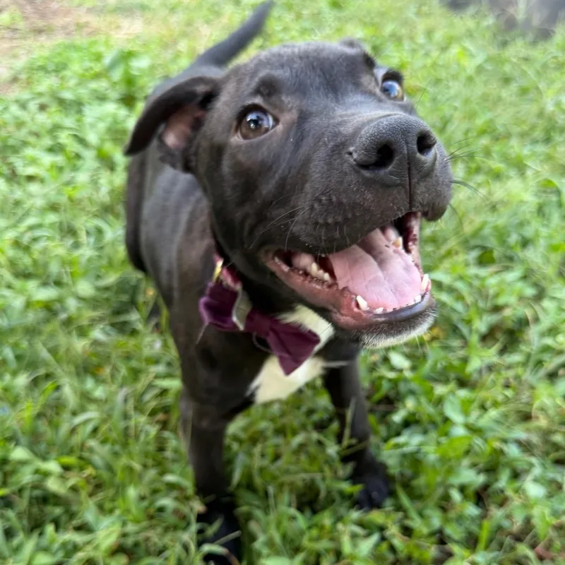 A baby medium-sized male Black Labrador Retriever dog named Pongo for adoption in Fredericksburg, VA