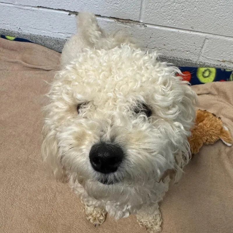 A young small-sized female Poodle dog named Junie Coming soon! for adoption in Naperville, IL