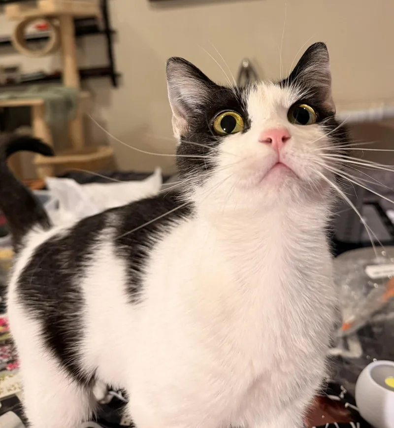 An adult small-sized female White Domestic Short Hair cat named Flower for adoption in Tyler, TX