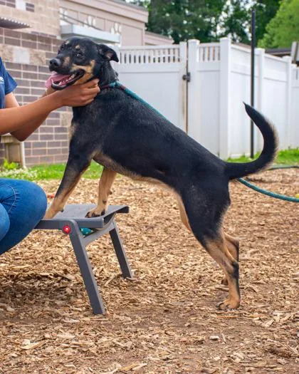 An adult large-sized female Mixed Breed dog named Roxana for adoption in Chamblee, GA