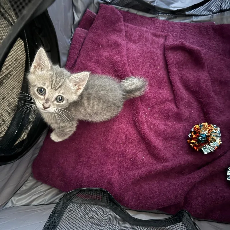 A baby small-sized female Gray / Blue / Silver Domestic Short Hair cat named Lady Liberty for adoption in Austin, TX