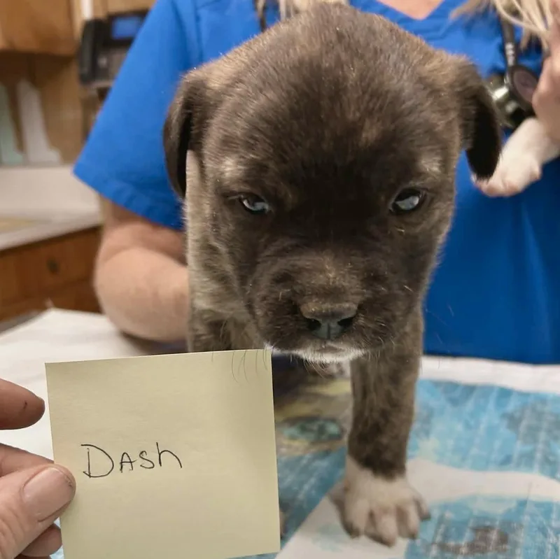Dash thumbnail 5