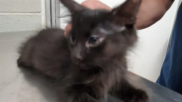 A baby medium-sized male Domestic Medium Hair cat named Shallots for adoption in Aurora, IL