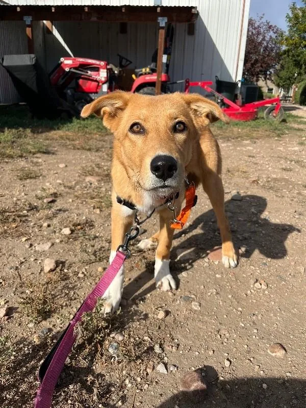 A baby medium-sized female Golden Mixed Breed dog named Yara for adoption in Fort Collins, CO