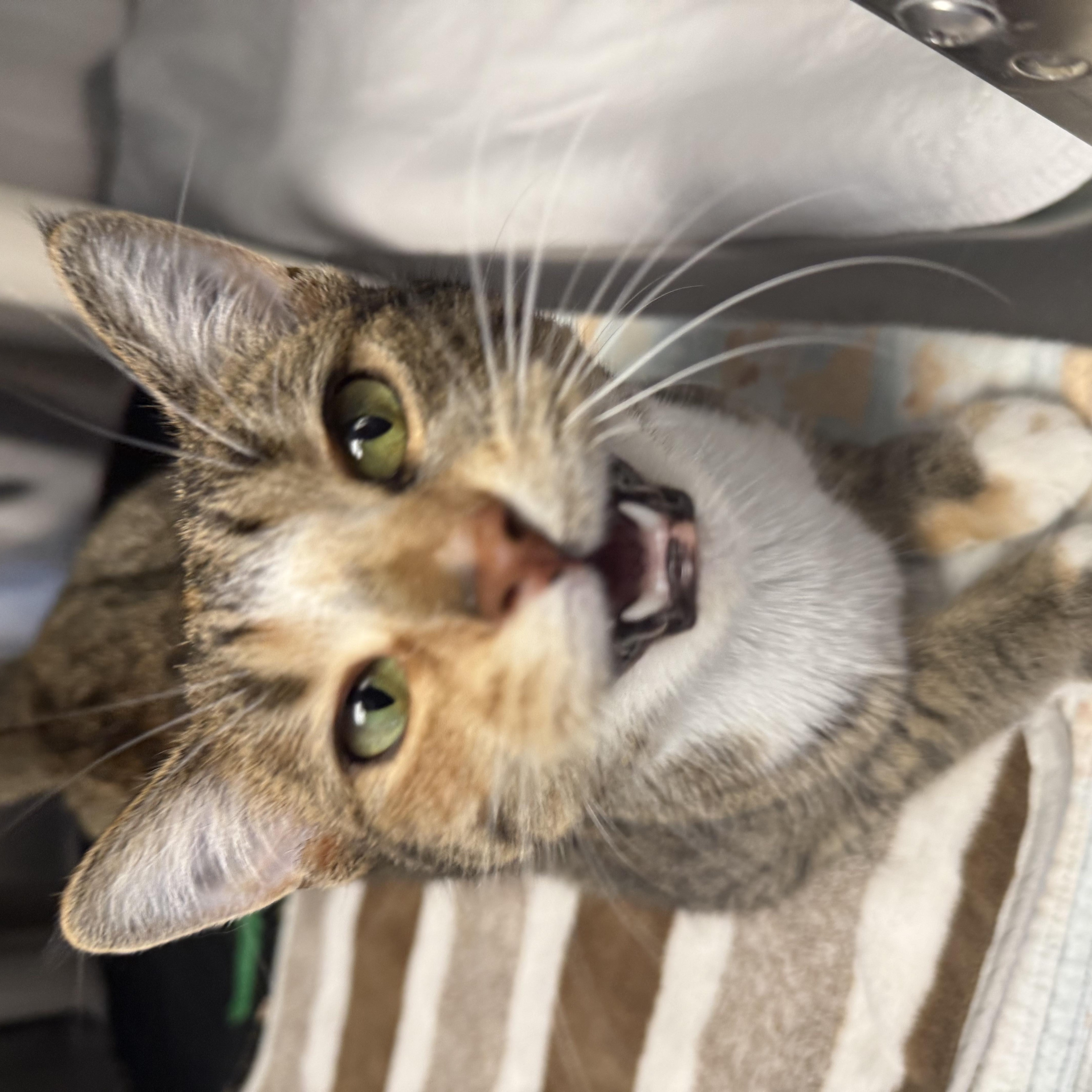 A young small-sized female Tabby (Brown / Chocolate) Domestic Short Hair cat named Amber for adoption in La Crescent, MN