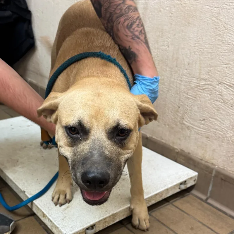 An adult medium-sized female Pit Bull Terrier dog named Winnie for adoption in Birmingham, AL