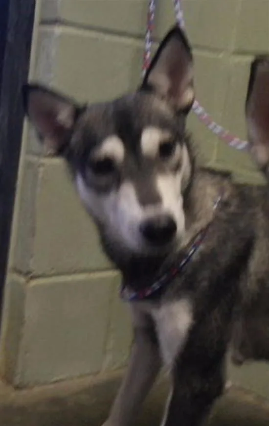A young medium-sized female Siberian Husky dog named Darcy for adoption in Tulsa, OK