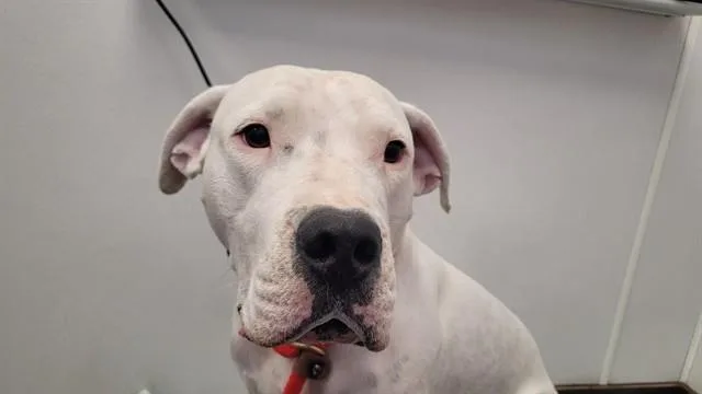 An adult large-sized female Dogo Argentino dog named Sassy for adoption in Tucson, AZ