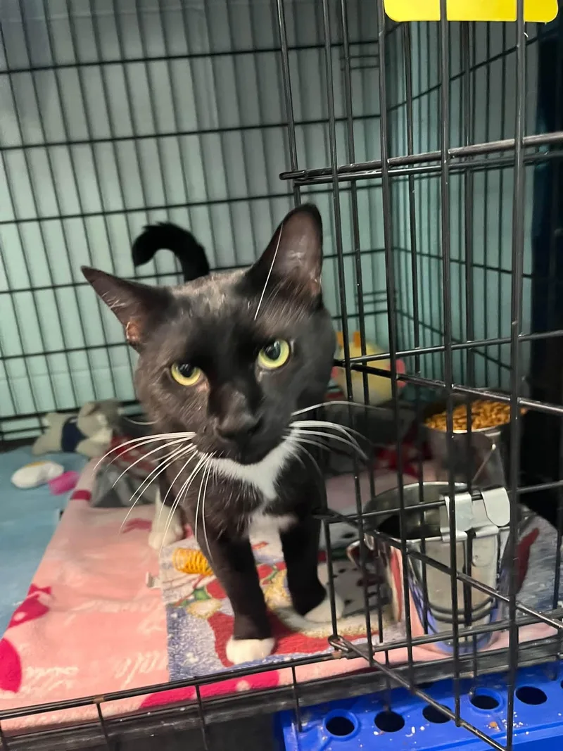 An adult large-sized male Domestic Short Hair cat named King for adoption in Warren, OH