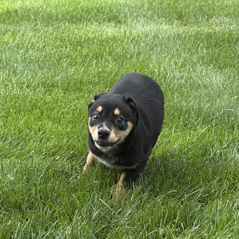 Jessie
