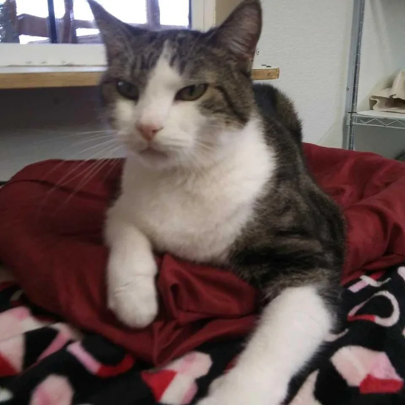 An adult large-sized male Domestic Short Hair cat named Clover for adoption in Hot Springs, SD