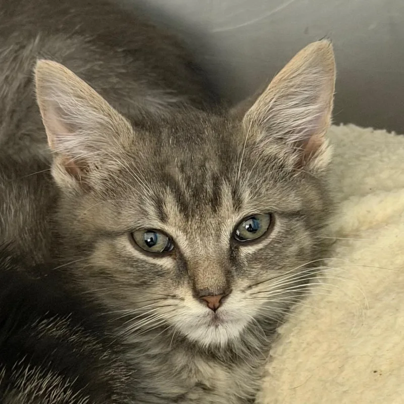 A baby small-sized male Gray / Blue / Silver Domestic Short Hair cat named Fettuccini for adoption in Troy, VA