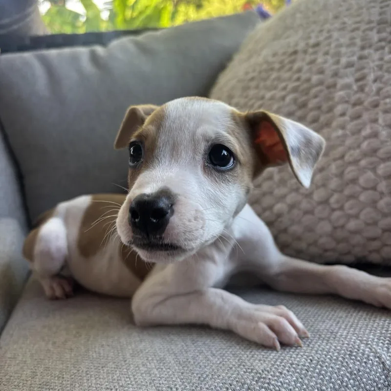 A baby medium-sized female White / Cream Jack Russell Terrier dog named Sprout for adoption in Cordova, TN