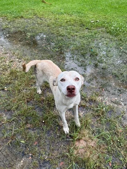 A young medium-sized female Labrador Retriever dog named A for adoption in Conroe, TX