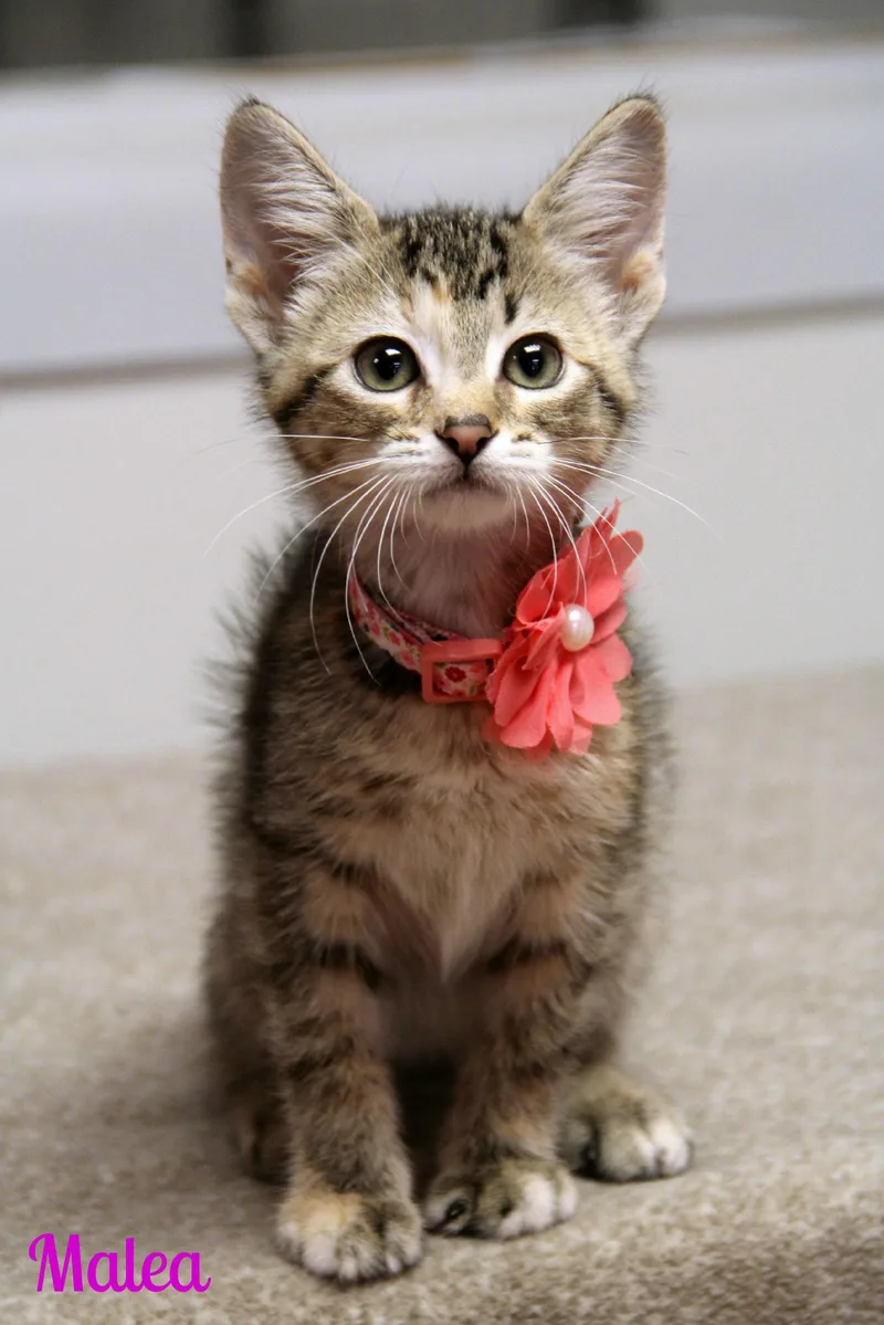 A baby medium-sized female Torbie Domestic Short Hair cat named Malea for adoption in Vinton, IA