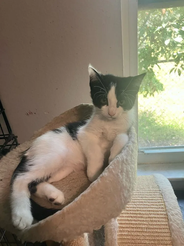 A baby small-sized male Black & White / Tuxedo Domestic Short Hair cat named Lachlan for adoption in Orlando, FL