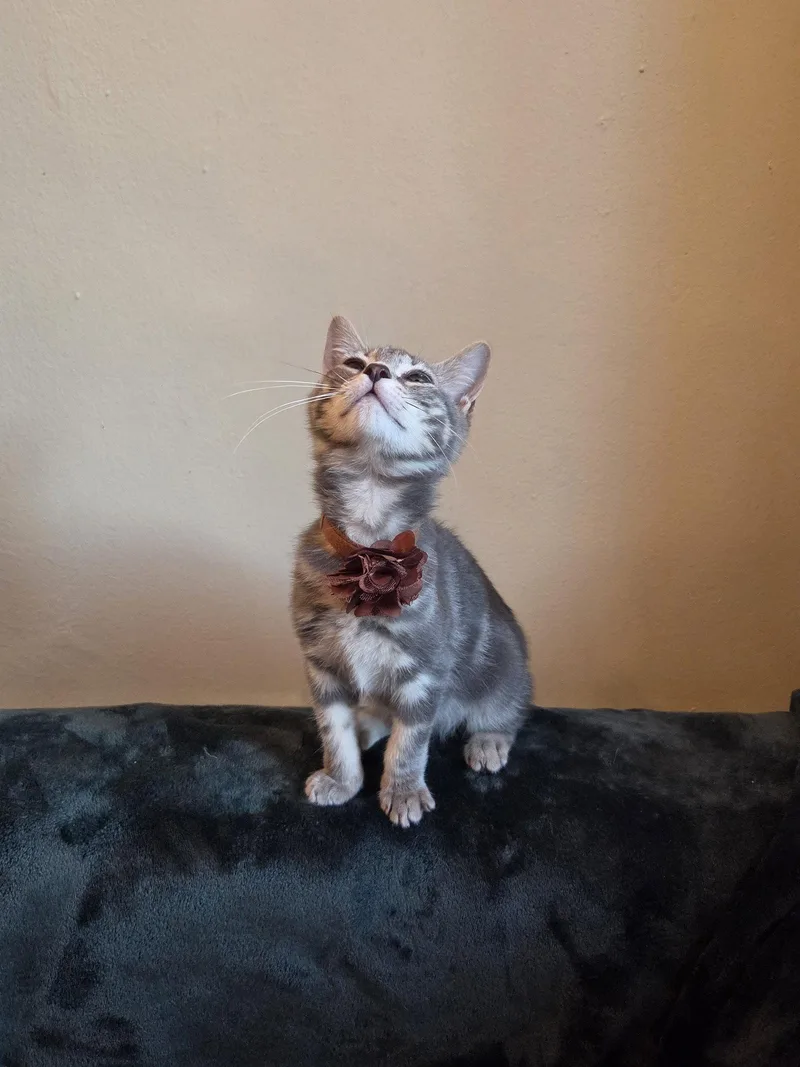 A baby medium-sized female Domestic Short Hair cat named Tofu for adoption in Flushing, NY