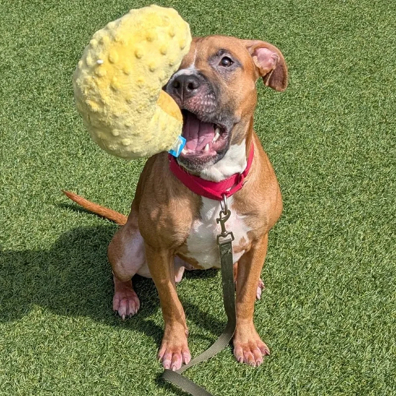 A young medium-sized male Brown / Chocolate Mixed Breed dog named Veep for adoption in Pittsburgh, PA