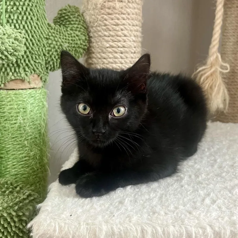 A baby small-sized female Black Domestic Short Hair cat named Dill for adoption in Houston, TX