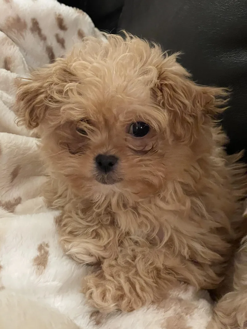 A baby small-sized female Shih Tzu dog named Nala for adoption in Overland Park, KS