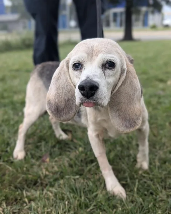 A senior medium-sized male Beagle dog named Bagel for adoption in Richmond, VA