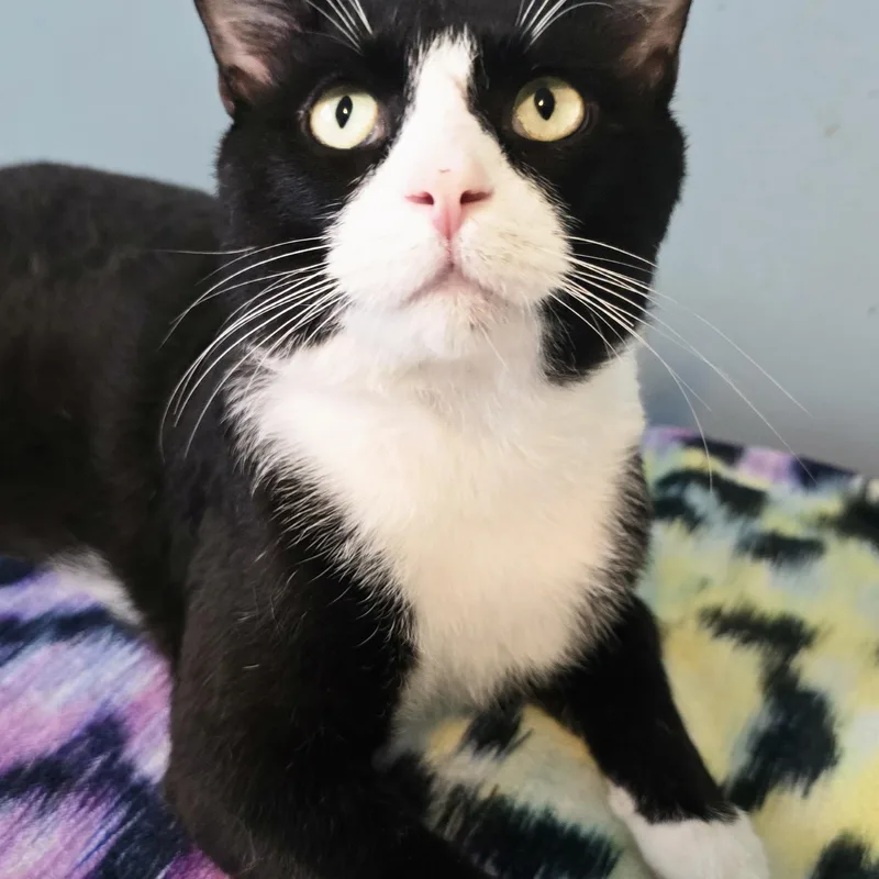 An adult medium-sized male Black & White / Tuxedo Domestic Short Hair cat named Gizmo for adoption in Chicago Ridge, IL